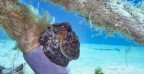 Octopus vulgaris... Octopus vulgaris...