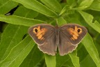 Non sei sola...Macro 22052025