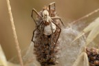 Macro_18Mag2025_9