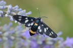Syntomis phegea su lavanda Syntomis phegea su lavanda