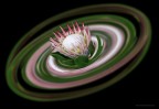 Galassia...in fiore Galassia...in fiore