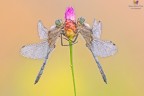 Orthetrum cancellatum ² Orthetrum cancellatum ²