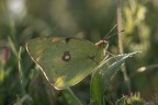 Macro_8Giu2025_2