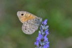 Lasiommata megera su lavanda Lasiommata megera su lavanda