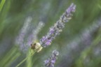 Macro_28062025_2 Macro_28062025_2