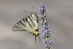 Podalirio su lavanda Podalirio su lavanda