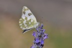 Pontia edusa Pontia edusa