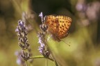 Macro_28062025_13 Macro_28062025_13