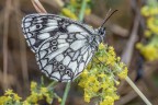 Macro_Umbria_Lug2025_1 Macro_Umbria_Lug2025_1