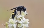 Scolia hirta