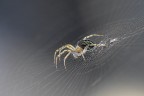 Mangora acalypha