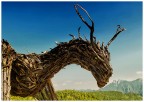 Drago Vaia Regeneration