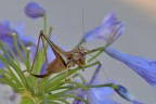 Tettigonide