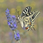 Macaone in alimentazione Macaone in alimentazione