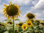Girasoli quasi sfioriti ma sempre belli! Girasoli quasi sfioriti ma sempre belli!