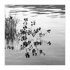 riflessi riflessi