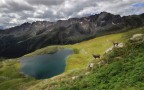Passo Gavia con stambecchi Passo Gavia con stambecchi