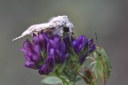 Hecatera bicolorata Hecatera bicolorata