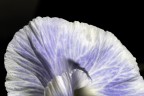 petali petali
