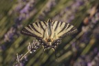 Macro_28062025_4