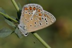 Licenide