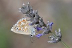 Polyommatus
