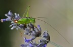 Tettigonide