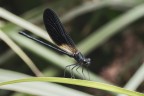 Libellule_Ago2025_8