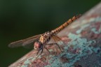 Macro_21Ago2025_4