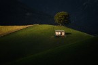 The cottage and the tree The cottage and the tree