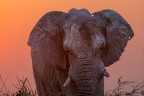 Quest'anno mia prima esperienza con safari fotografici, nessun felino visto ma spero di essermi portato a casa alcune belle immagini di altri erbivori non meno affascinanti. Questa � una di quelle.

Maschio di elefante alle prime ore dell'alba.
Nikon D500 + 70-200 f4 + TC17e II

Ah bhe mi son perso di sistemare la maschera nei due fori e dietro la testa :D

L'AI di LR ancora non � cos� precisa mi sa