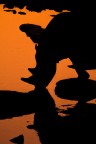 Rinoceronte nero che si abbevera nella pozza.
Il forte arancione  dato dalla luce del tramonto + luce arancione della pozza a cui si abbeverava (Halali waterhole dentro Etosha)