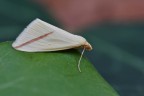 Rodometra sacraria