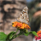 un vecchio scatto recuperato nel mio  HD i dati exif
1/250 s
f/13
iso 200