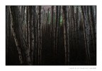 1/pineta 1/pineta