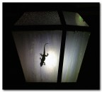 L'inquilino del lampione e l'ubriaco