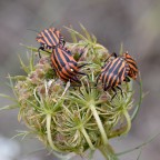 Doppia coppia
