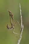 Empusa pennata