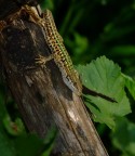 maculata maculata