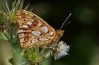 Issoria lathonia Issoria lathonia