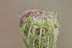 Un bruco per cappello Un bruco per cappello