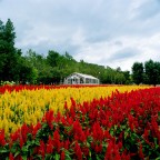 Zenza Bronica SQ-A  
Zenzanon 50mm
Kodak Gold