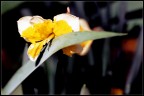 il riposo del fiore il riposo del fiore