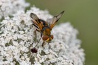 Phasia emictera Phasia emictera
