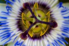 passiflora passiflora