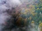 nebbie tra il bosco autunnale nebbie tra il bosco autunnale