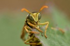 Vespa cartonaia Vespa cartonaia