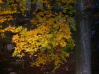 nel bosco autunnale nel bosco autunnale