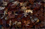 Autunno Autunno