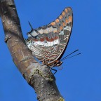 Ninfa del corbezzolo Ninfa del corbezzolo